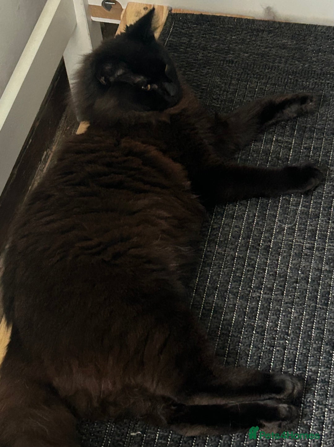 Maine Coon cats for sale: Black Cross mainecoon - Advert 2