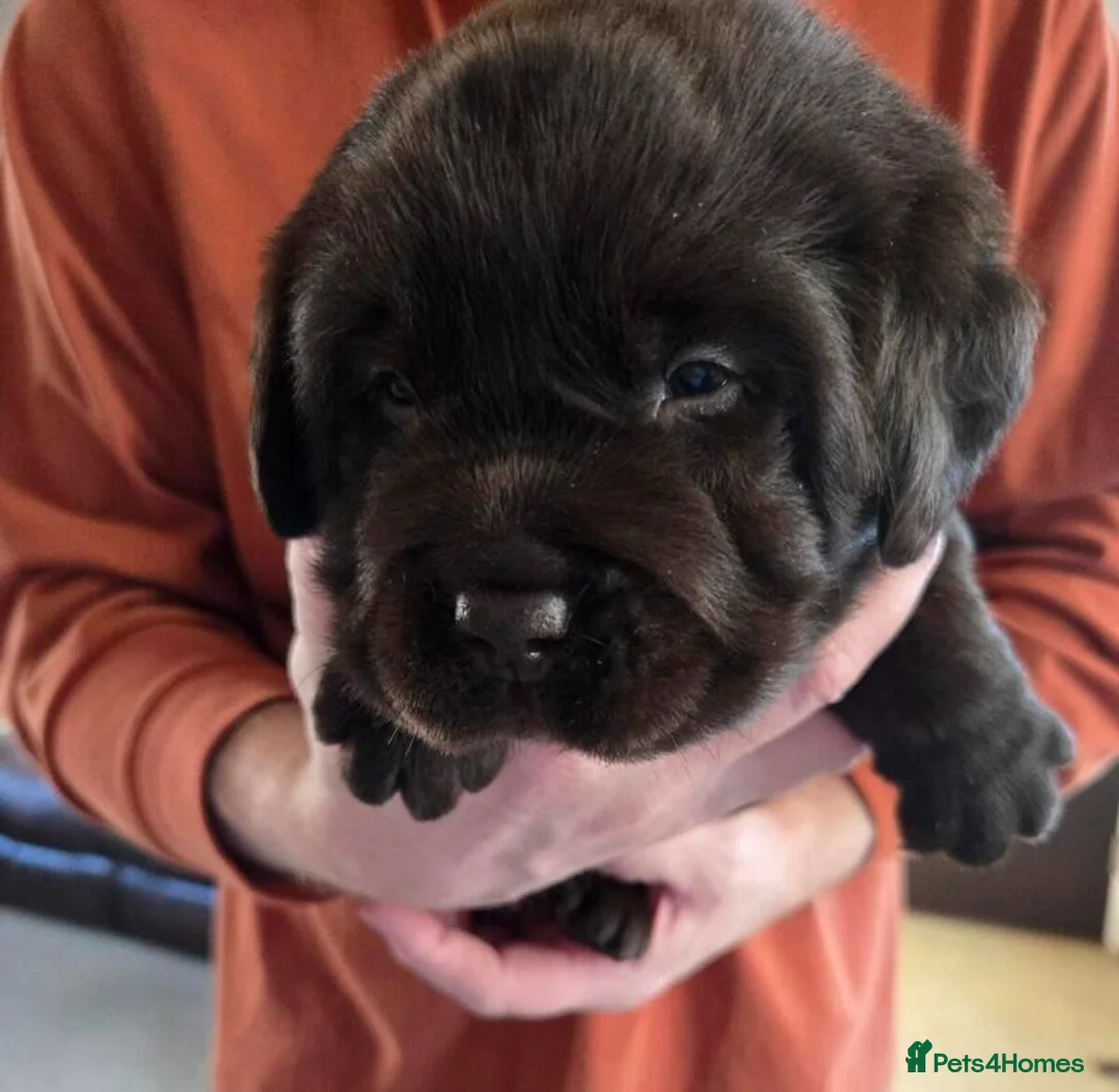 Labrador Retriever dogs for sale: KC registered Labrador Retriever Pupps in Arbroath - Advert 2