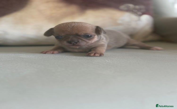 Chihuahua dogs - Advert 7
