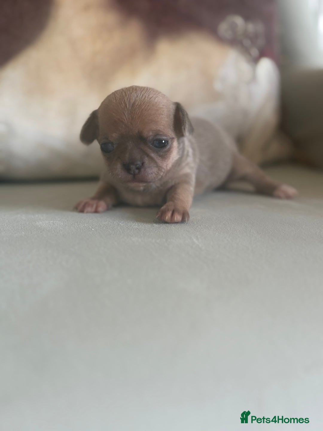 Chihuahua dogs for sale: 🩷 smooth coat chihuahua girls for you🩷  - Image 1