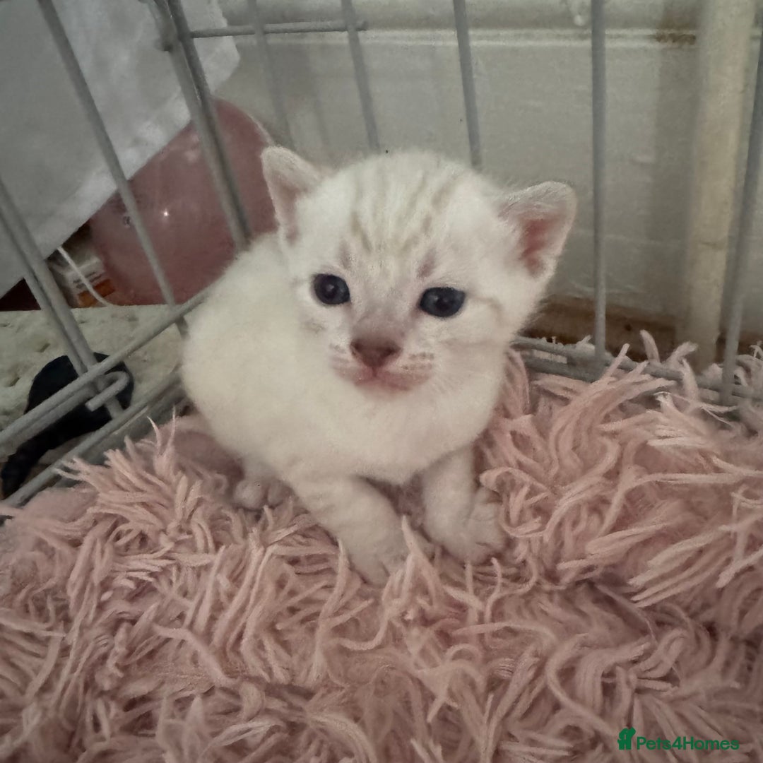 Bengal cats for sale: Beautiful Bengal Kittens - only GIRL available  - Advert 25