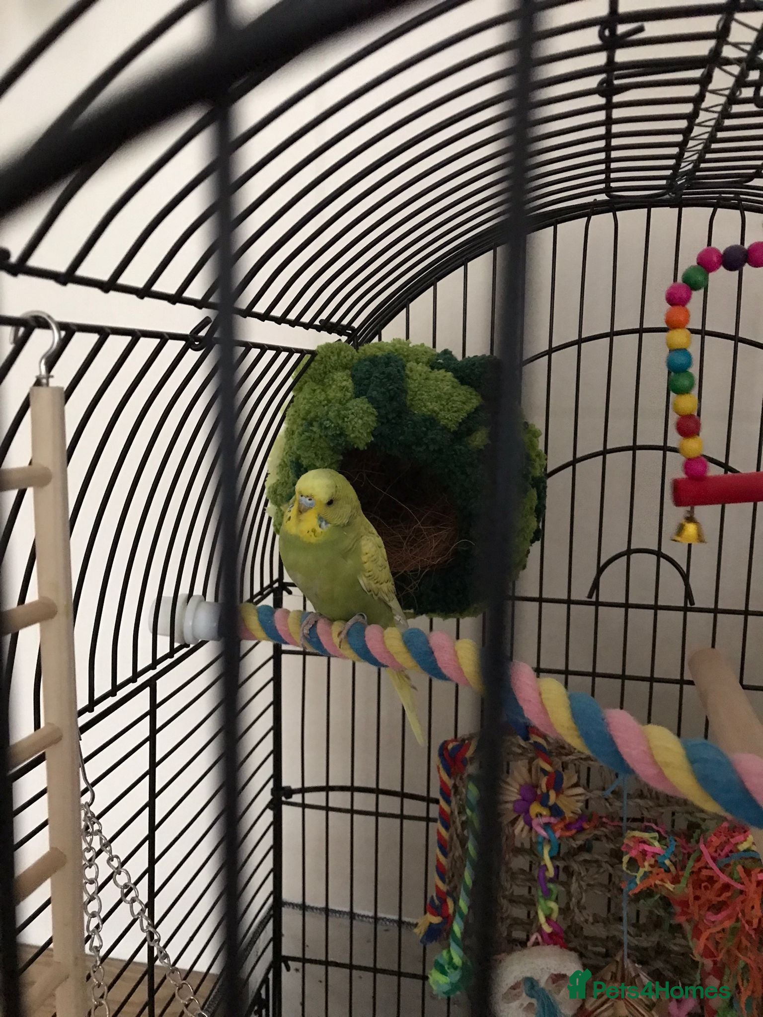 Budgerigars birds Gorgeous Budgies with fully accessorised cage - Advert 1