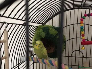 Budgerigars birds Gorgeous Budgies with fully accessorised cage - Advert 1