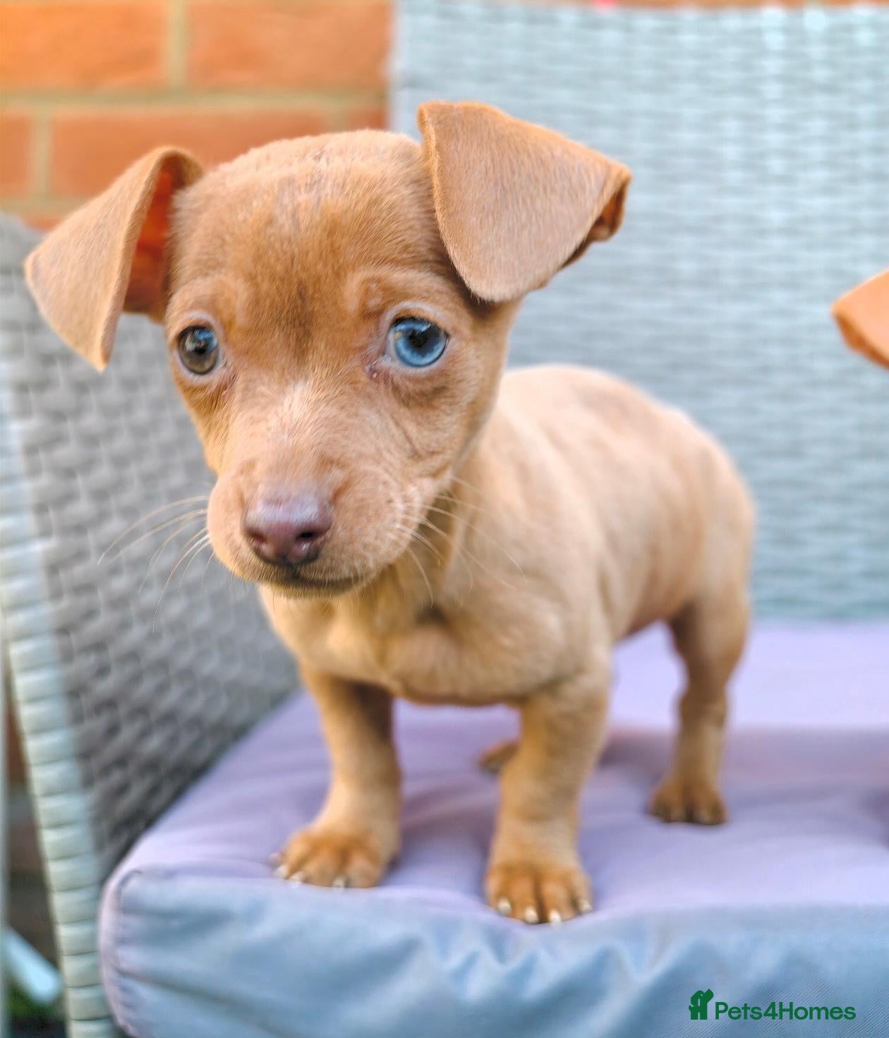 Chihuahua dogs for sale: Chiweenies *Last One* Tiny Puppies  - Advert 9
