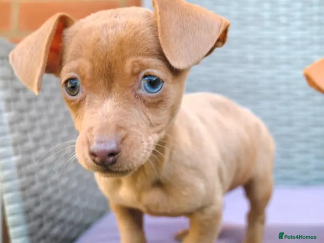 Chihuahua dogs for sale: Chiweenies *Last One* Tiny Puppies - Advert 9