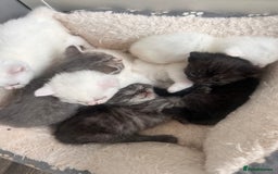 British Shorthair cats for sale: ♥️ GCCF British Shorthair Kittens ♥️ - Image 2
