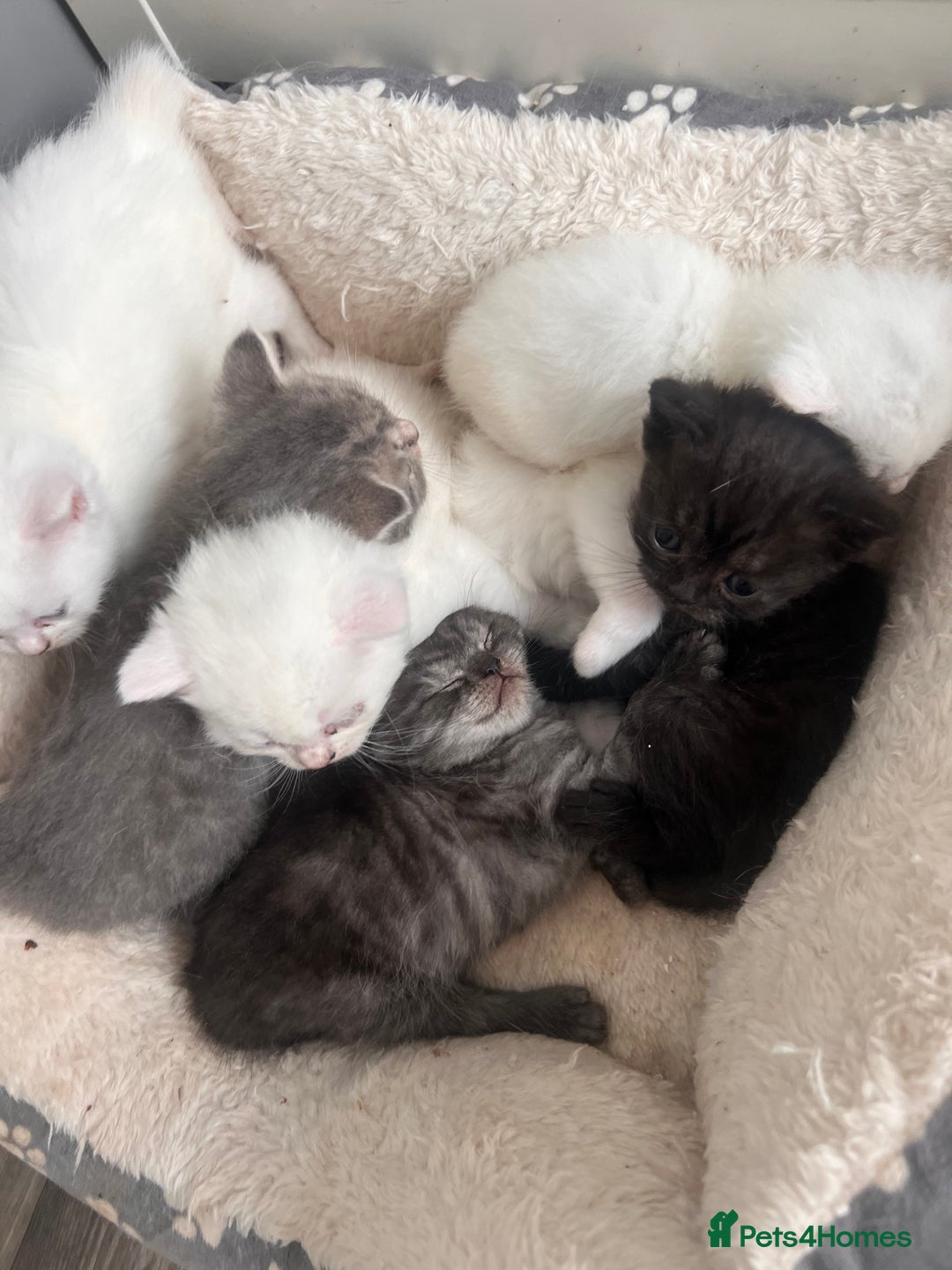 British Shorthair cats for sale: ♥️ GCCF British Shorthair Kittens ♥️ - Image 2