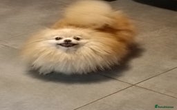 Pomeranian dogs for sale: Handsome Male fluff ball for sale!!🐶🐾 - Image 12