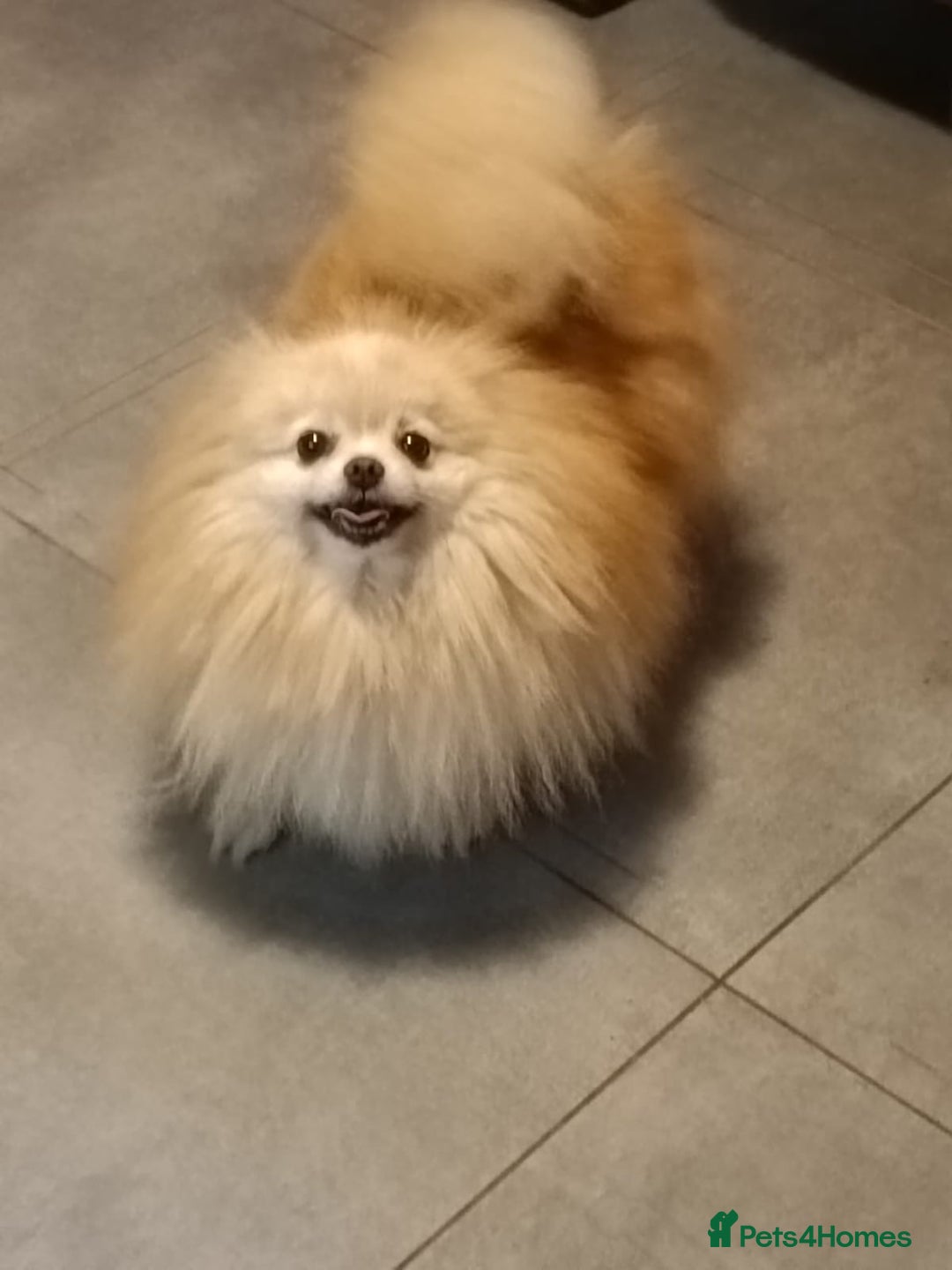 Pomeranian dogs for sale: Handsome Male fluff ball for sale!!🐶🐾 - Image 12