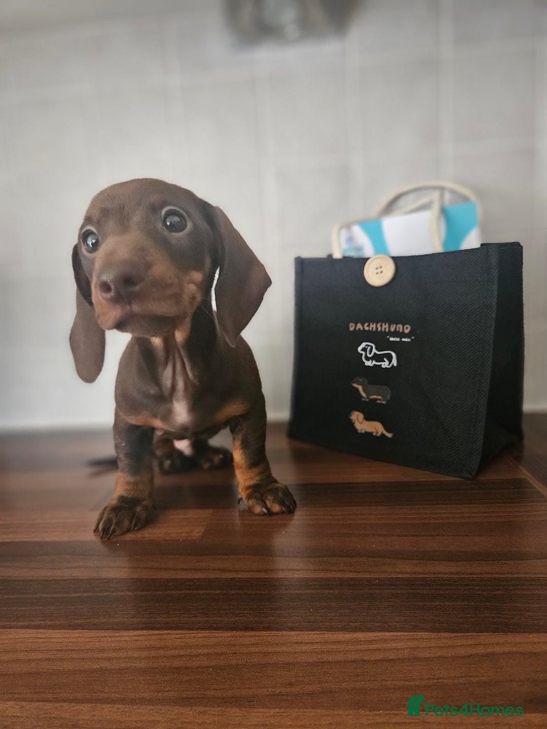 Miniature Dachshund dogs for stud: Miniature Daschund KC Registered PRA clear STUD  - Advert 11