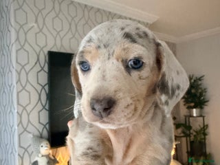 Dachshund dogs Family dogs first puppies - stunning Dachshunds - Advert 1