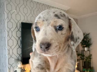 Dachshund dogs Family dogs first puppies - stunning Dachshunds - Advert 6