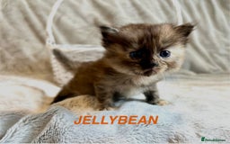 Persian cats for sale: Absolutely Stunning litter of Persian/Ragdolls - Image 14