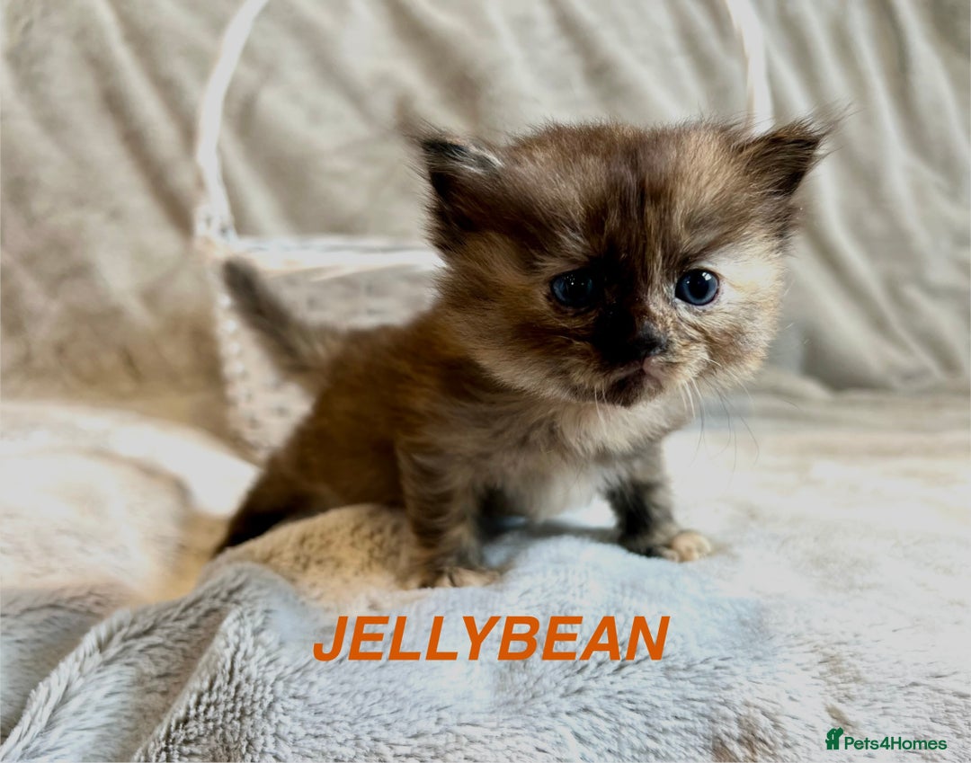 Persian cats for sale: Absolutely Stunning litter of Persian/Ragdolls - Image 14