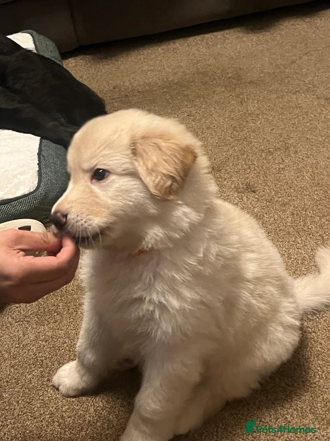 Mixed Breed dogs for sale: German Shepherd x Labrador puppies - Advert 9