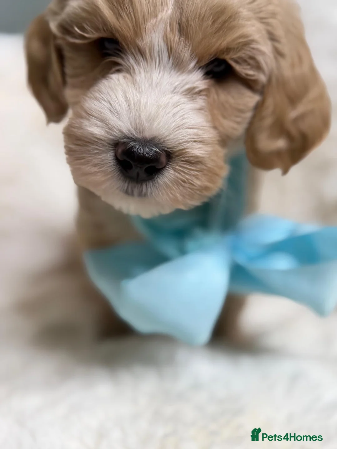 Labradoodle dogs for sale: Labradoodle  - Advert 4