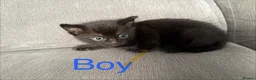 Mixed Breed cats for sale: 4 kittens for sale  - Advert 11