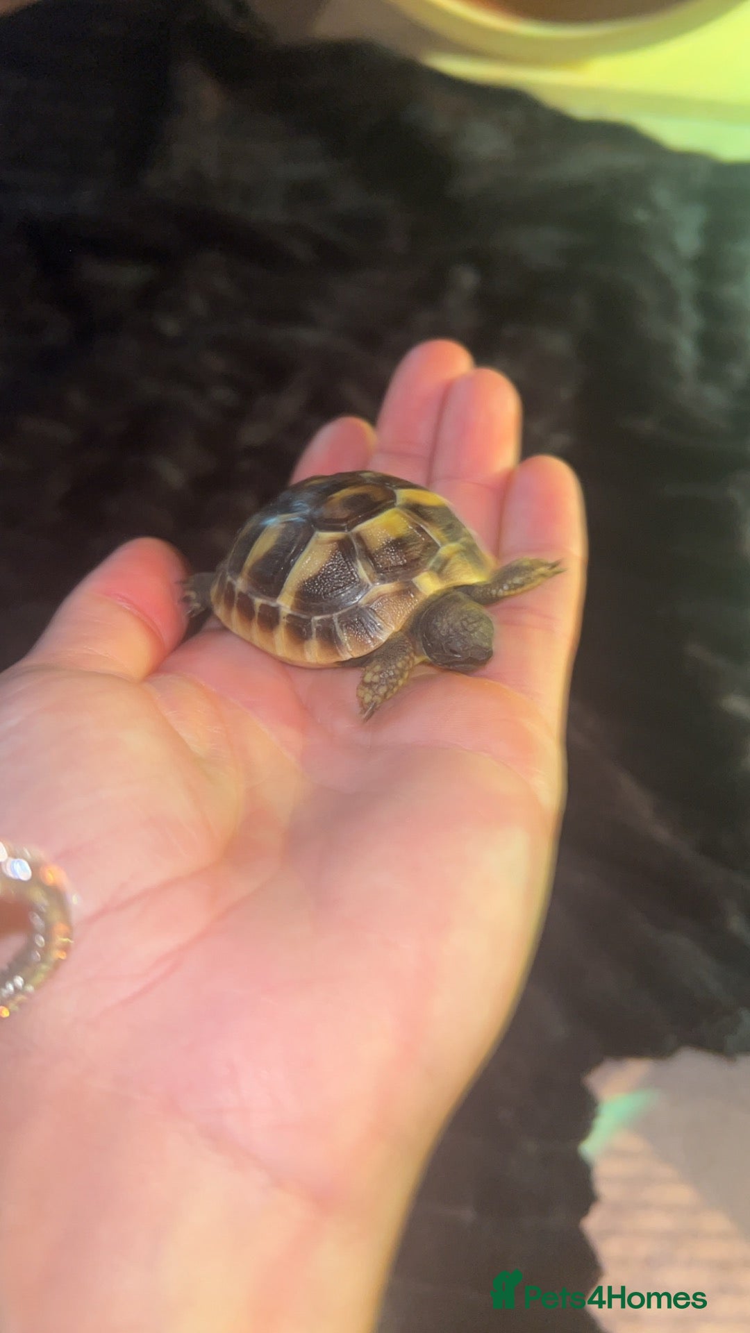 Hermann Tortoise reptiles Baby hermanns - Advert 3