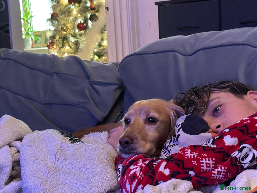 Cocker Spaniel dogs for sale: 🐾 Beautiful Cocker Spaniel Puppies Available 🐾 - Advert 10