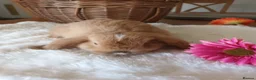 Mini Lop rabbits for sale: Beautiful mini lops  - Advert 11