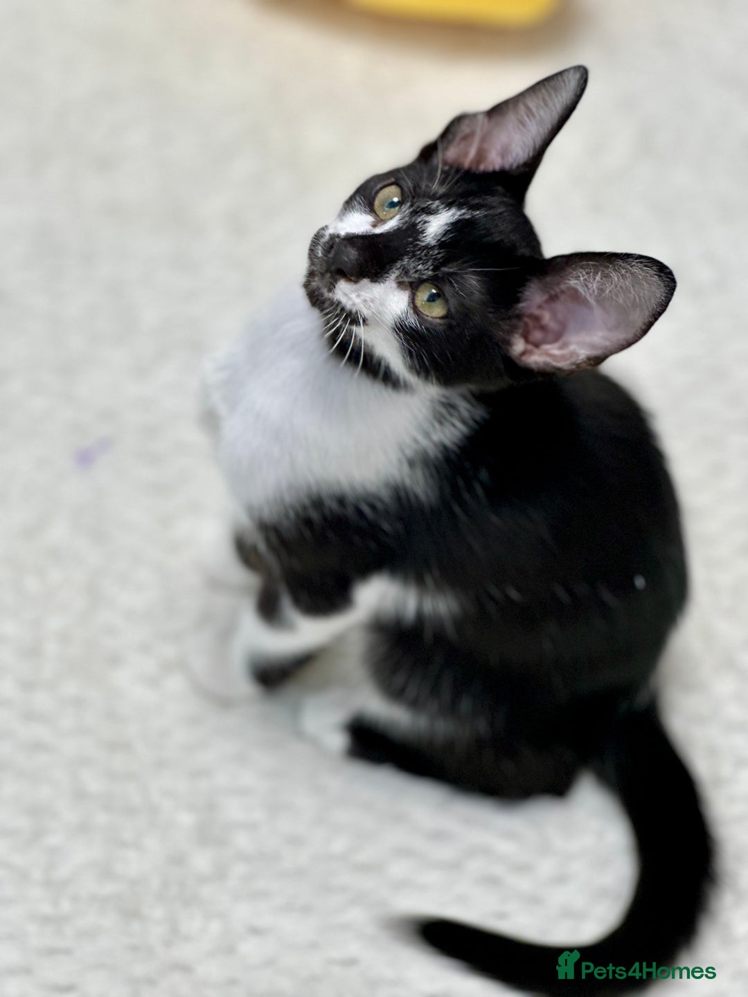 Mixed Breed cats for sale: ✨Cornish Rex Kittens Ready for New Homes Now✨ - Advert 21