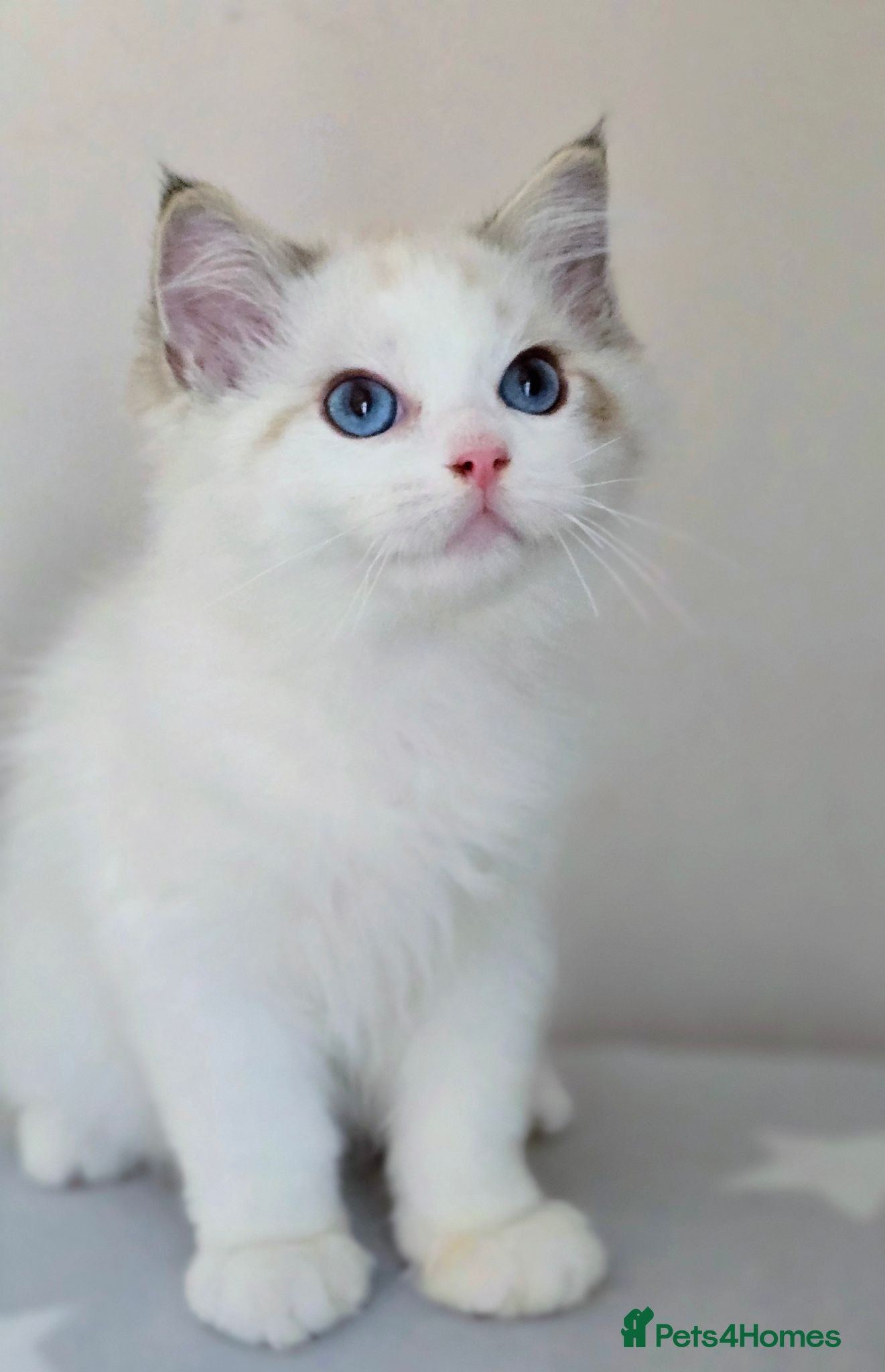 Ragdoll cats Beautiful Pedigree Ragdoll Kittens 💘 Ready Now - Advert 16