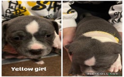 Staffordshire Bull Terrier dogs for sale: Staffordshire Bull Terrier puppies for sale  - Image 7