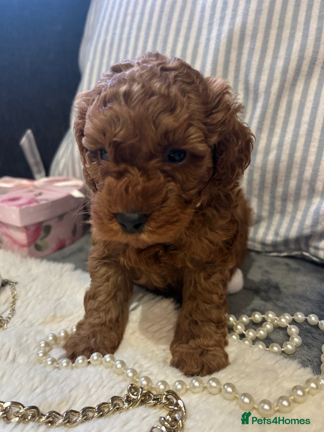 Toy Poodle dogs for sale: 🐩 Toy Poodle Red Puppies - Advert 20