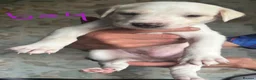 Mixed Breed dogs for sale: Saluki bull greyhound (lurcher) puppy’s  - Advert 16