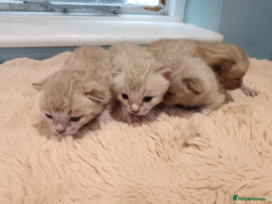 Bengal cats for sale: Tica RG pure bengals - Advert 12