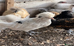 Chickens poultry for sale: Polish pullets for sale  - Image 2