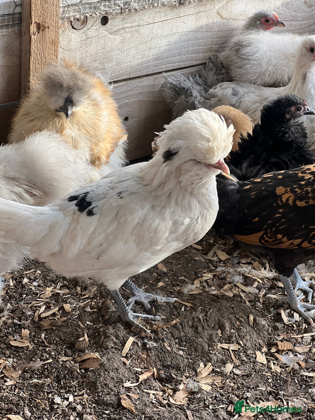 Chickens poultry for sale: Polish pullets for sale  - Image 2