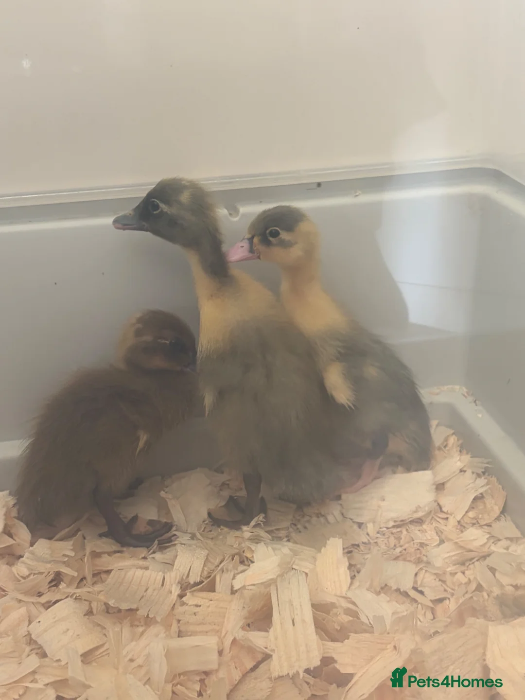 Ducks poultry for sale: Indian runner ducklings unsexed - Advert 1