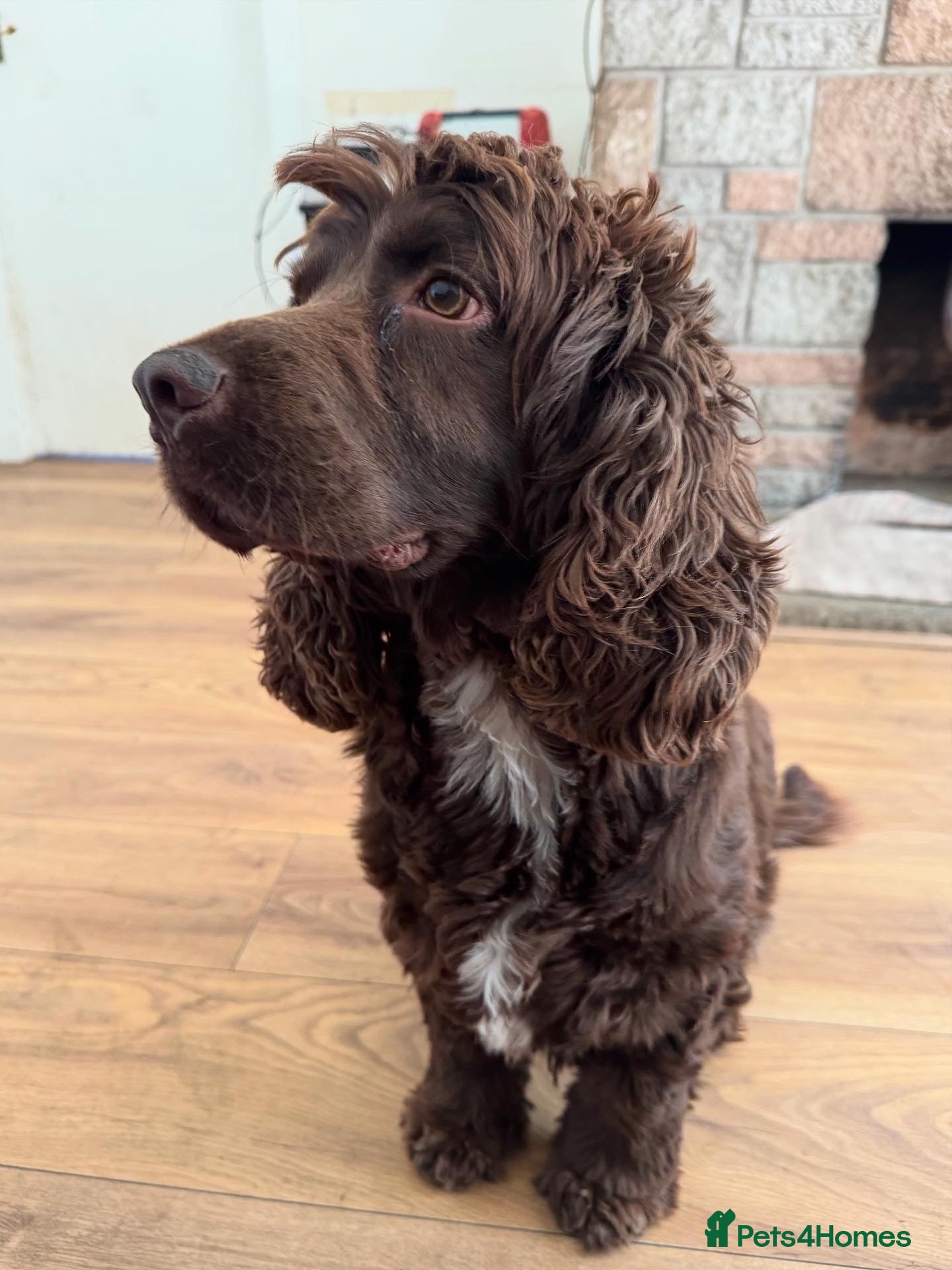 Cockapoo dogs Jude  - Advert 6