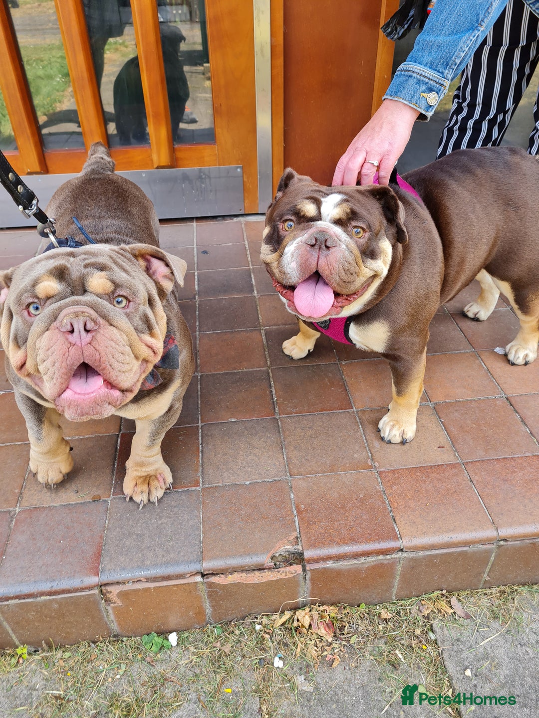 English Bulldog dogs for sale: GHOST - English bulldog  - Image 13