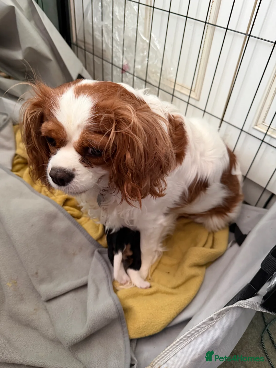 Cavalier King Charles Spaniel dogs for sale: Cavalier King Charles spaniel  in Bury - Advert 4
