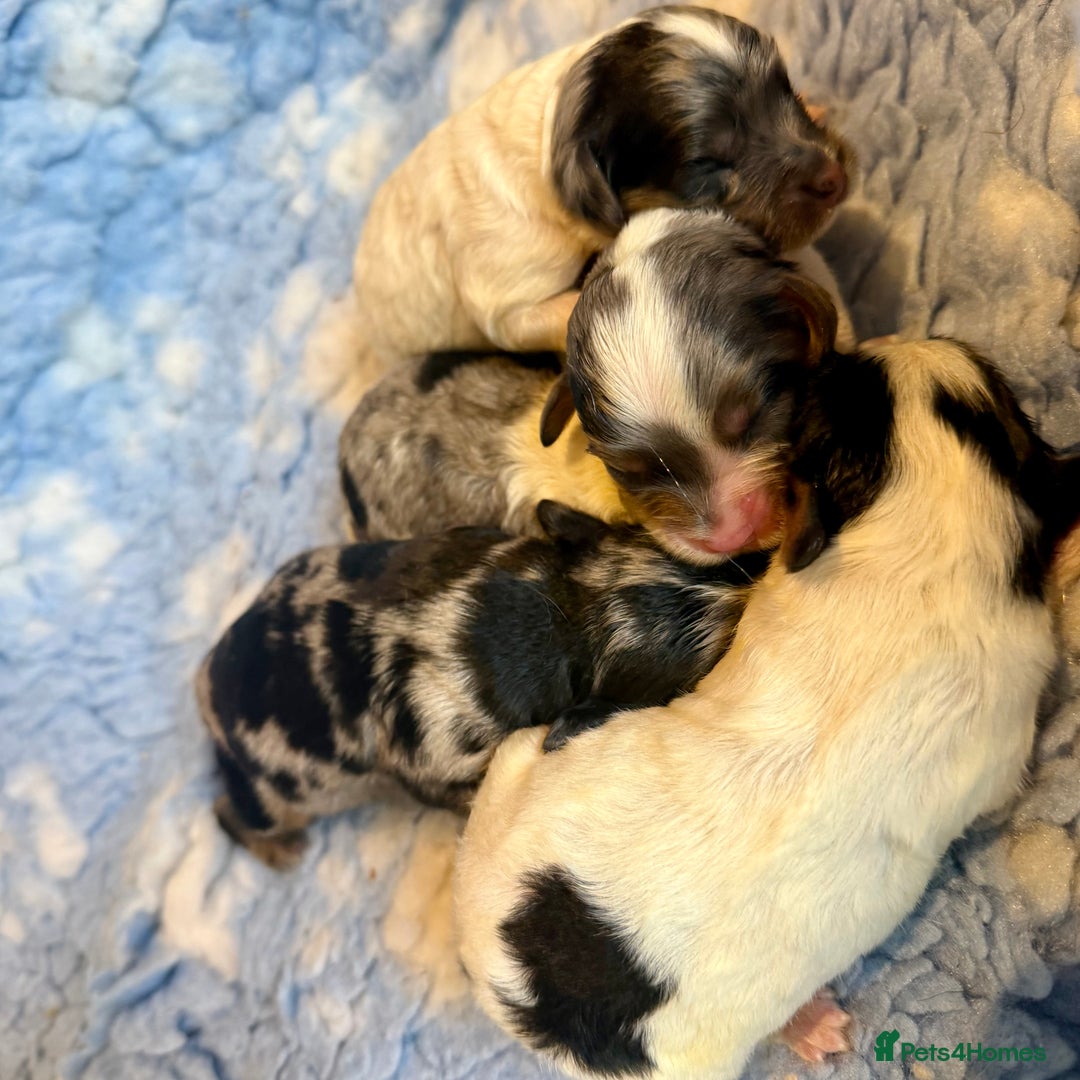 Cavapoo dogs for sale: Gorgeous Rainbow Cavapoos 🌈 - Advert 5