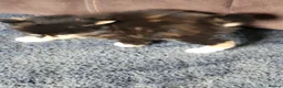 Mixed Breed cats for sale: Beautiful kittens in Cambridge - Advert 13