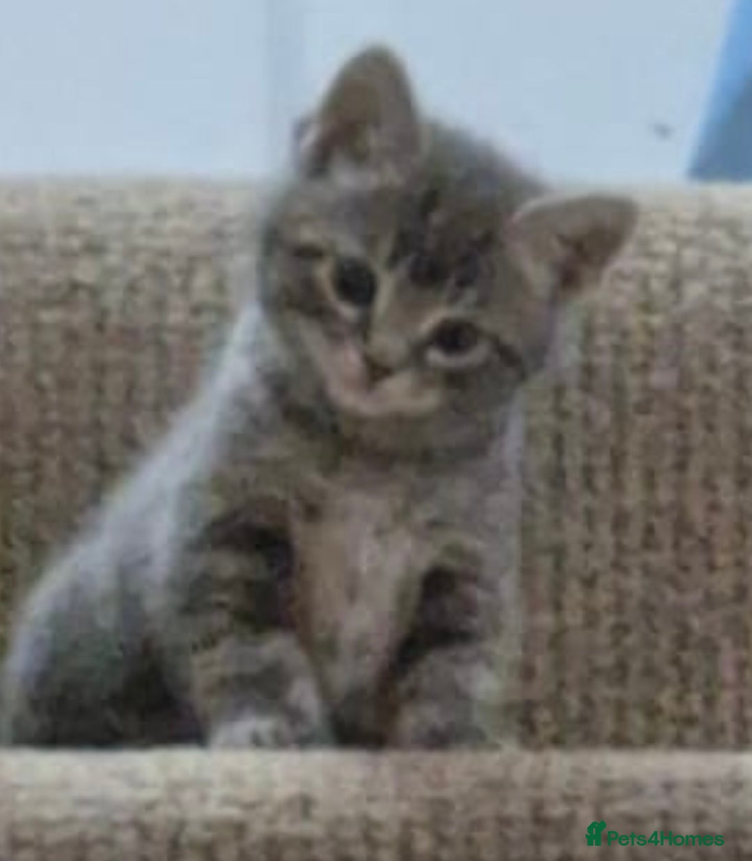 British Shorthair cats for sale: 4 kittens are available now  - Advert 4