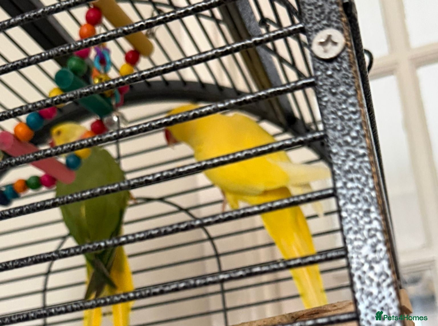 Parrots birds Yellow Female and Green/Yellow Male Parrot - Advert 13