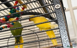 Parrots birds for sale: Yellow Female and Green/Yellow Male Parrot - Image 1