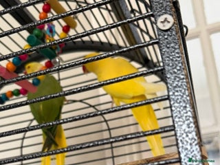 Parrots birds - Advert 28