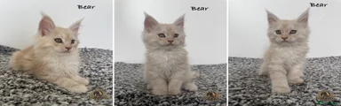 Bear