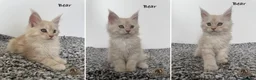 Maine Coon cats for sale: 🐾 Maine Coon Kittens TICA Registered 🐾 - Advert 6