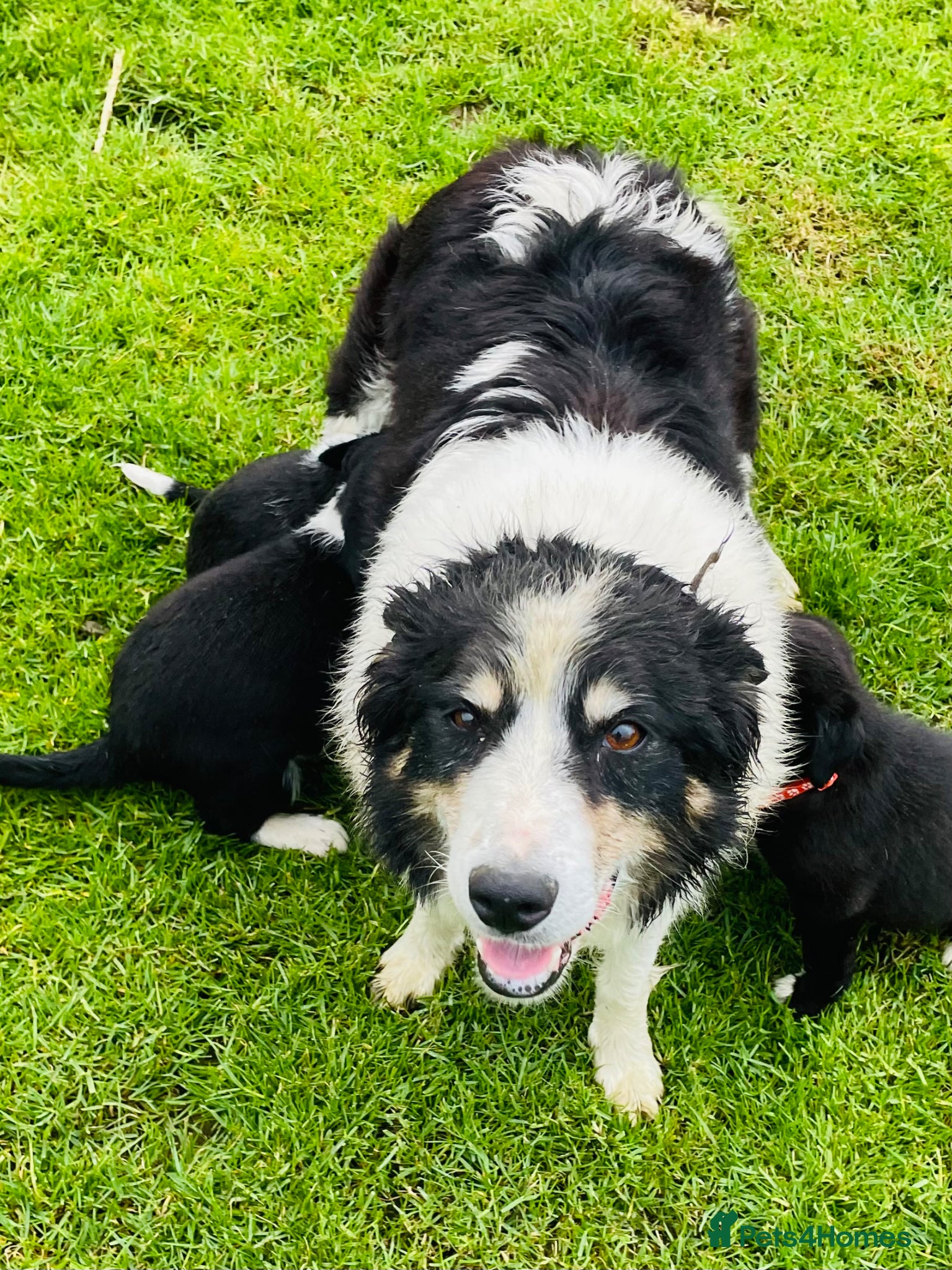 Border Collie dogs for sale: Border Collie Puppies Ready Now - Advert 7