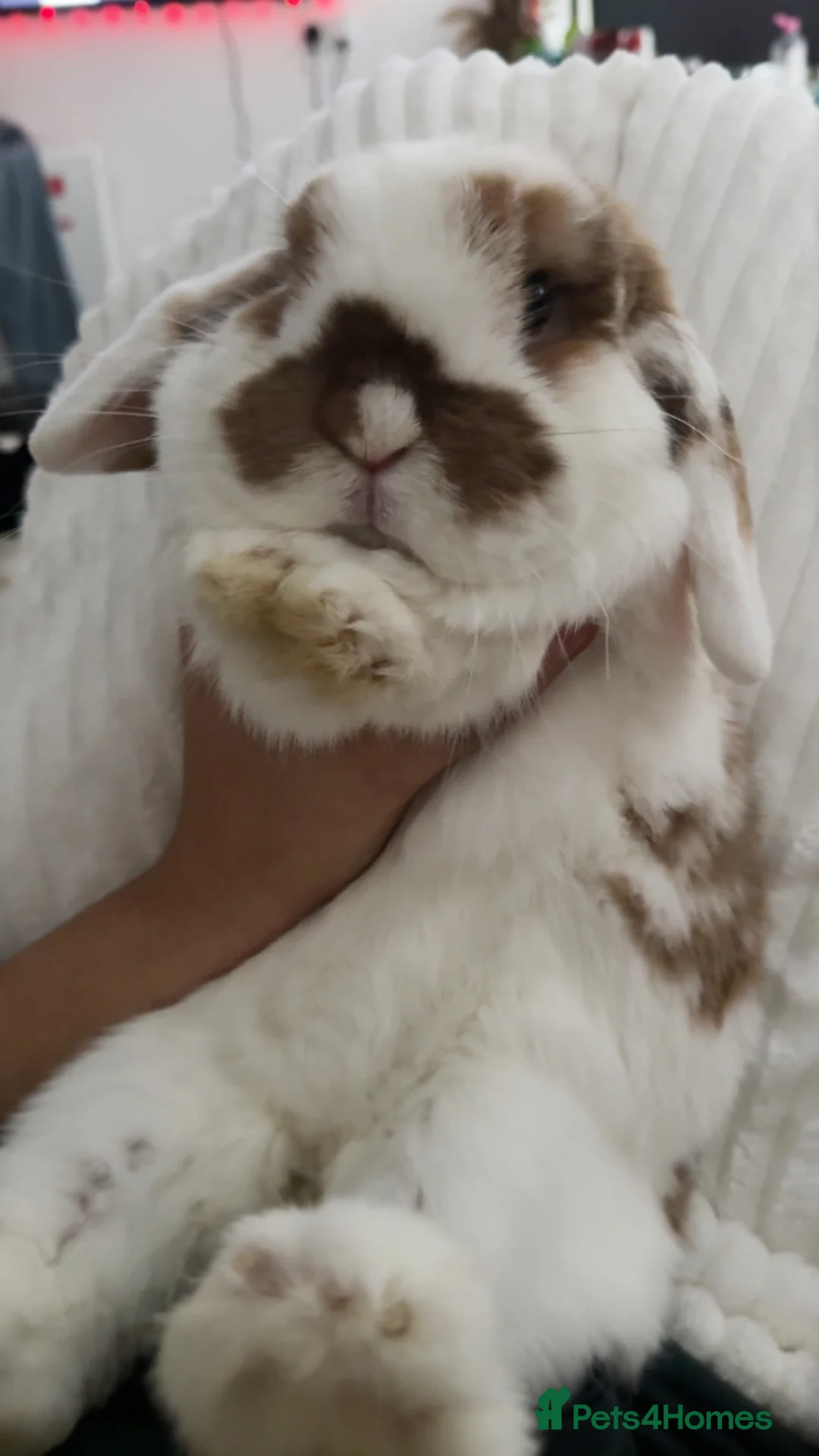 Mini Lop rabbits for sale: Lola the bunny - Advert 1