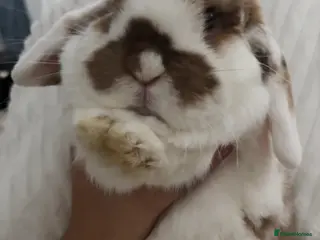 Mini Lop rabbits Lola the bunny - Advert 13