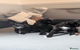 Mixed Breed cats for sale: 🐾 Two adorable kittens boys looking for home - Image 3