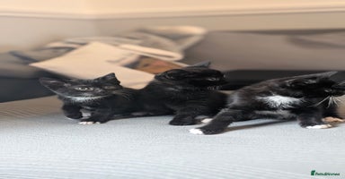 Mixed Breed cats - Advert 13