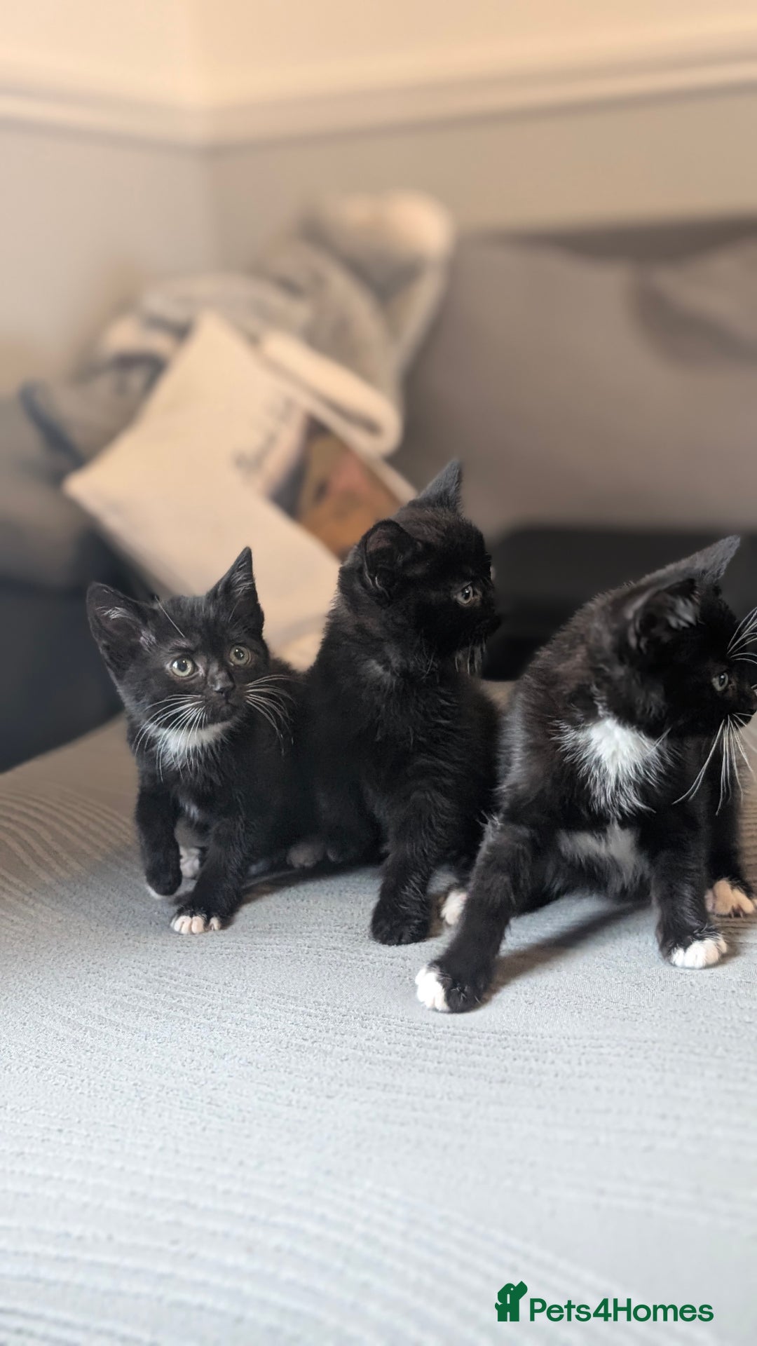 Mixed Breed cats for sale: 🐾 Two adorable kittens boys looking for home - Image 3